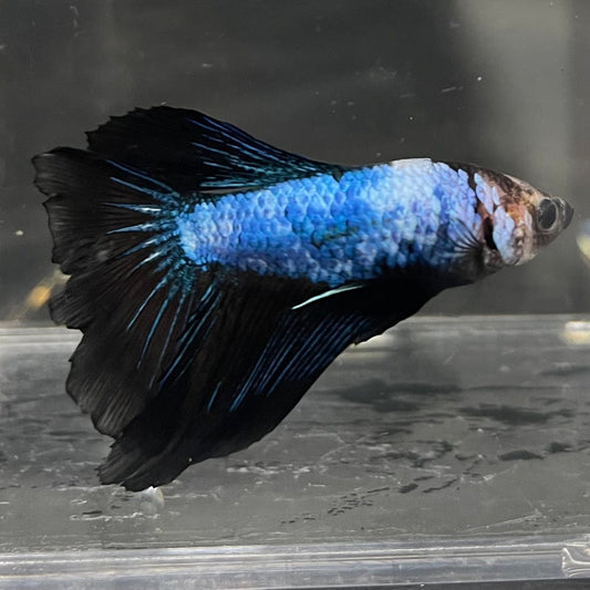 the-fish-farm Male Betta Male Betta - One Only - 8 Choose your favourite Male Betta from The Fish Farm Australia