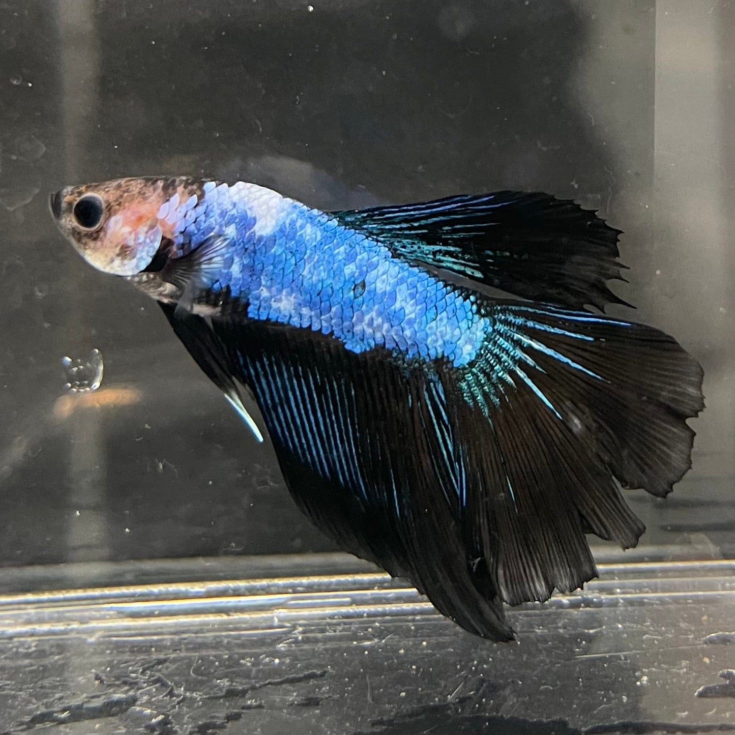 the-fish-farm Male Betta Male Betta - One Only - 8 Choose your favourite Male Betta from The Fish Farm Australia