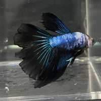 the-fish-farm Male Betta Male Betta - One Only - 8 Choose your favourite Male Betta from The Fish Farm Australia