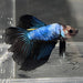 the-fish-farm Male Betta Male Betta - One Only - 8 Choose your favourite Male Betta from The Fish Farm Australia