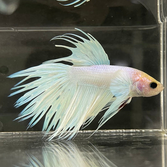 the-fish-farm Male Betta Male Betta - One Only - 8 Choose your favourite Male Betta from The Fish Farm Australia