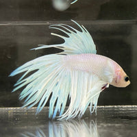 the-fish-farm Male Betta Male Betta - One Only - 8 Choose your favourite Male Betta from The Fish Farm Australia