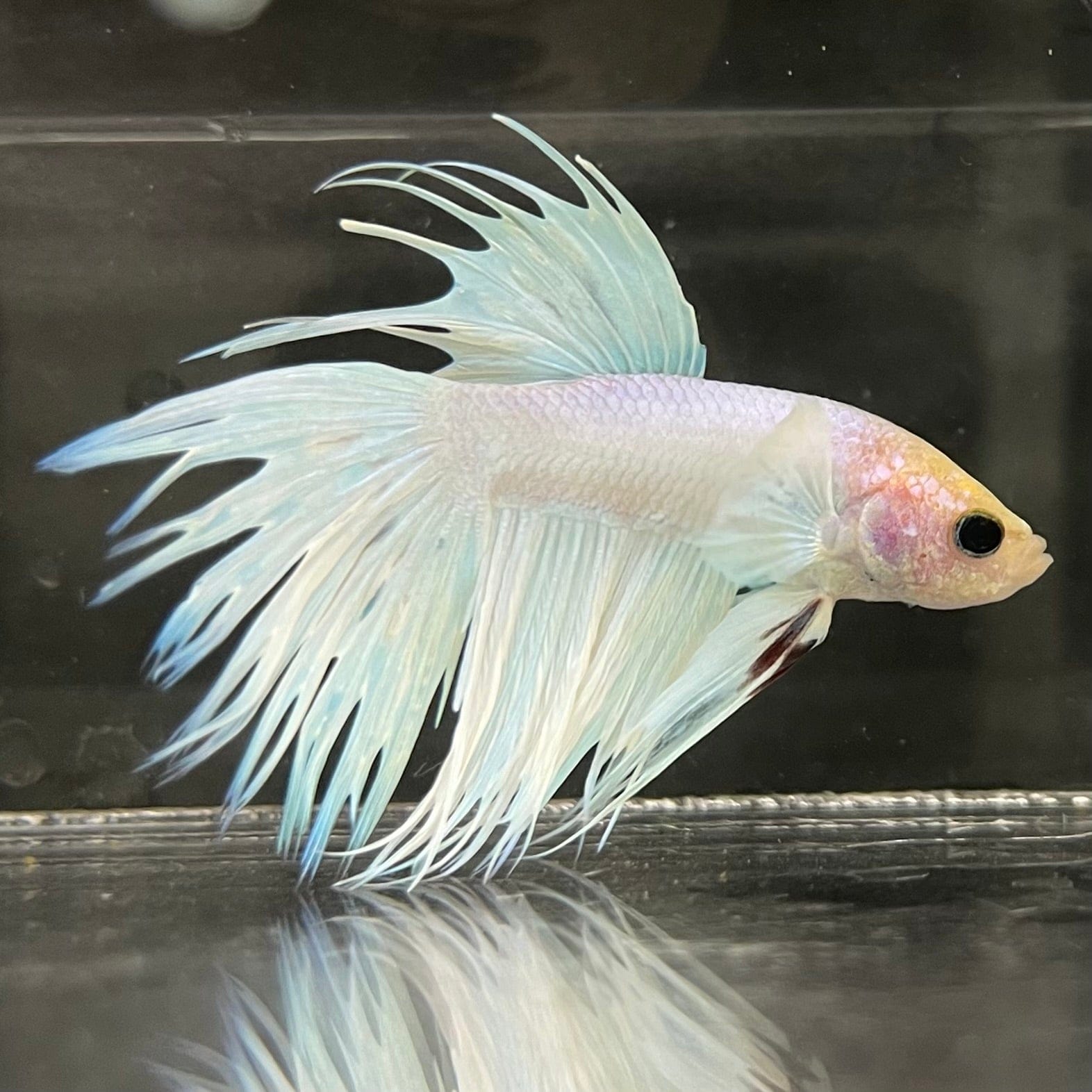 the-fish-farm Male Betta Male Betta - One Only - 8 Choose your favourite Male Betta from The Fish Farm Australia