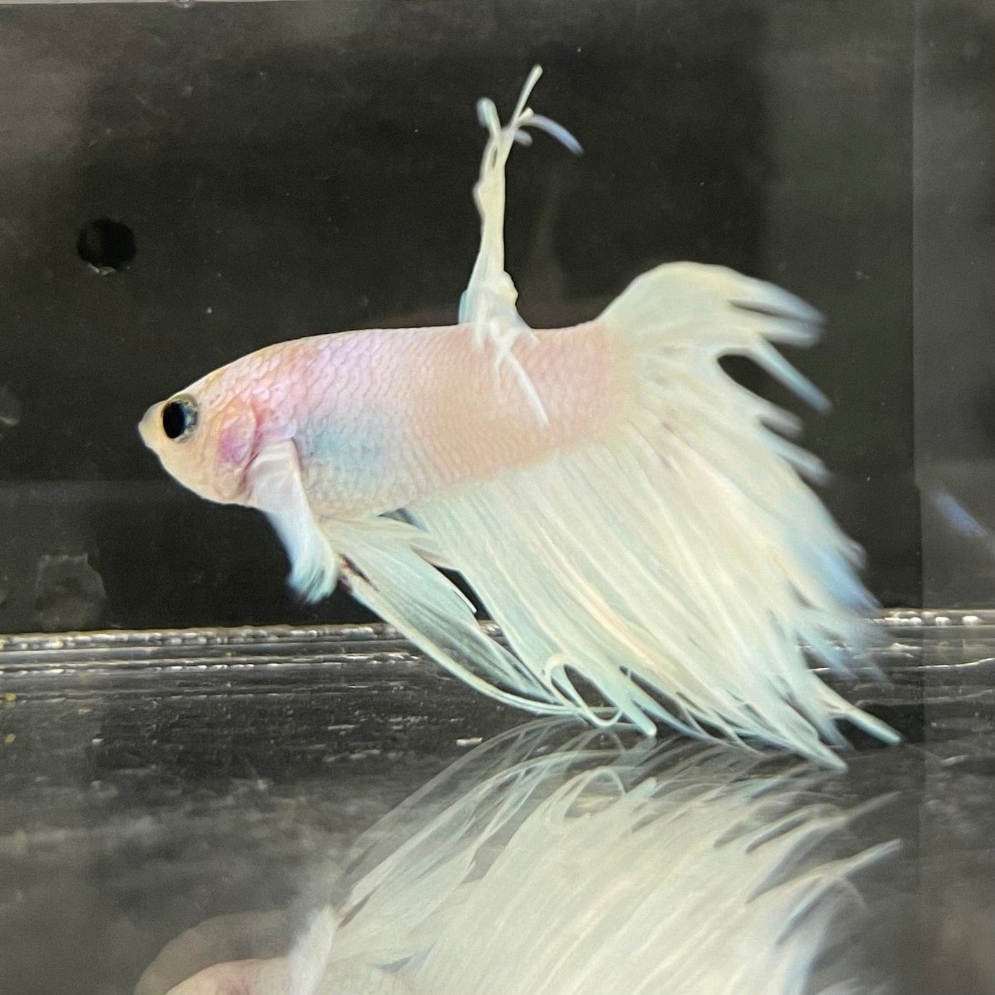 the-fish-farm Male Betta Male Betta - One Only - 8 Choose your favourite Male Betta from The Fish Farm Australia