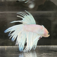 the-fish-farm Male Betta Male Betta - One Only - 8 Choose your favourite Male Betta from The Fish Farm Australia
