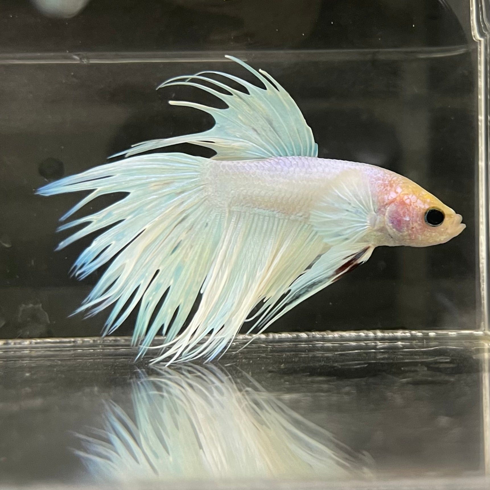 the-fish-farm Male Betta Male Betta - One Only - 8 Choose your favourite Male Betta from The Fish Farm Australia