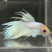 the-fish-farm Male Betta Male Betta - One Only - 8 Choose your favourite Male Betta from The Fish Farm Australia