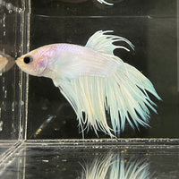 the-fish-farm Male Betta Male Betta - One Only - 8 Choose your favourite Male Betta from The Fish Farm Australia