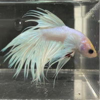 the-fish-farm Male Betta Male Betta - One Only - 8 Choose your favourite Male Betta from The Fish Farm Australia