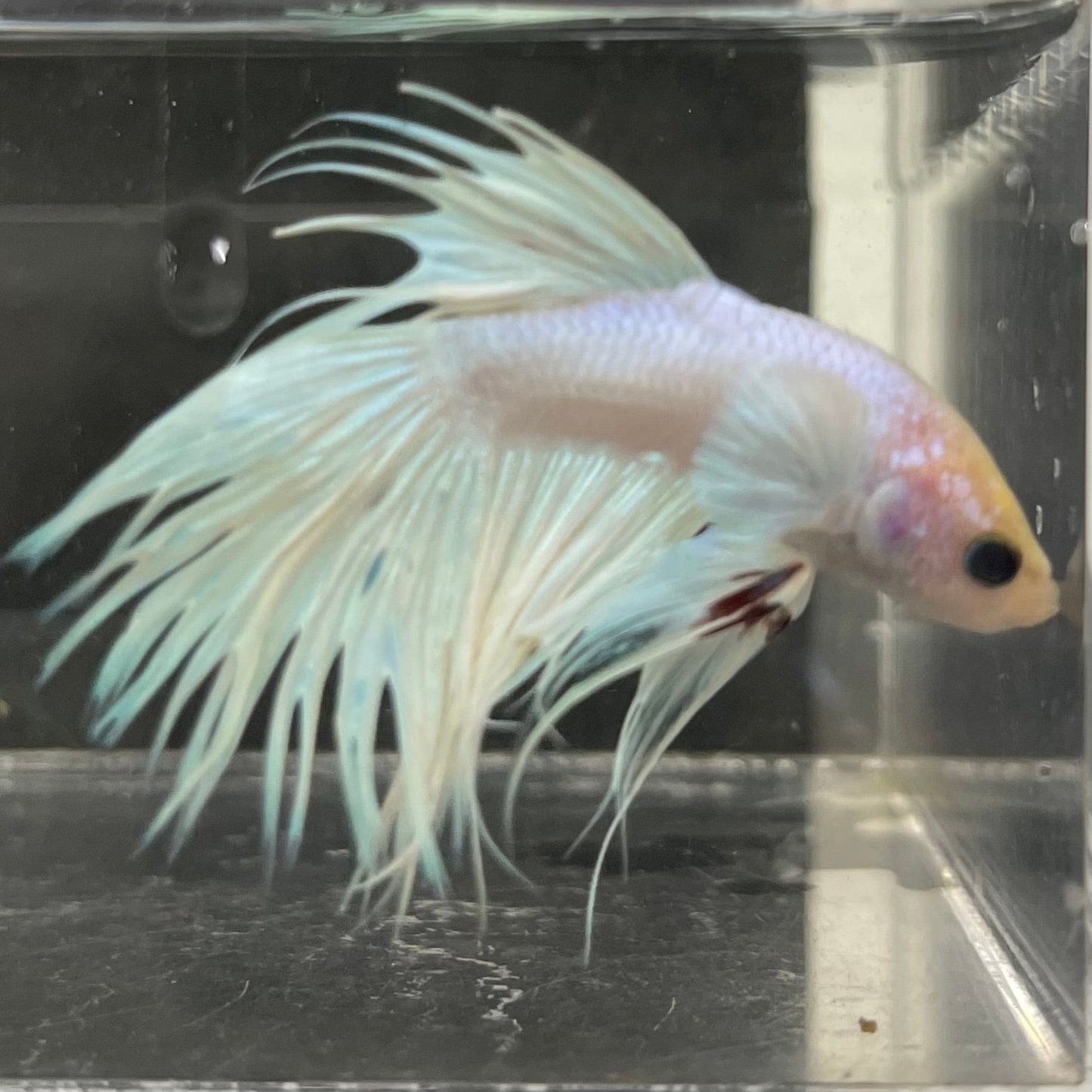 the-fish-farm Male Betta Male Betta - One Only - 8 Choose your favourite Male Betta from The Fish Farm Australia