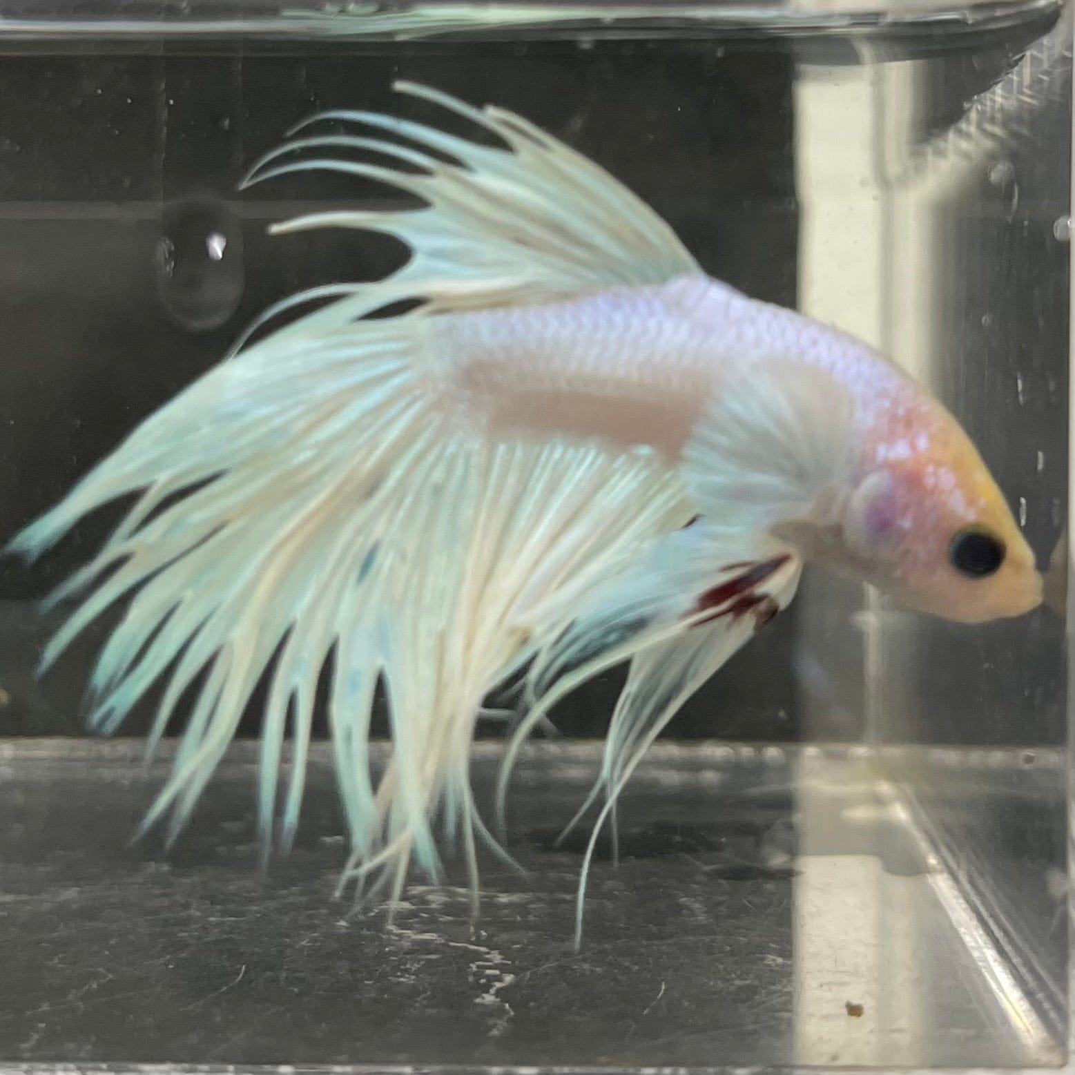 the-fish-farm Male Betta Male Betta - One Only - 8 Choose your favourite Male Betta from The Fish Farm Australia