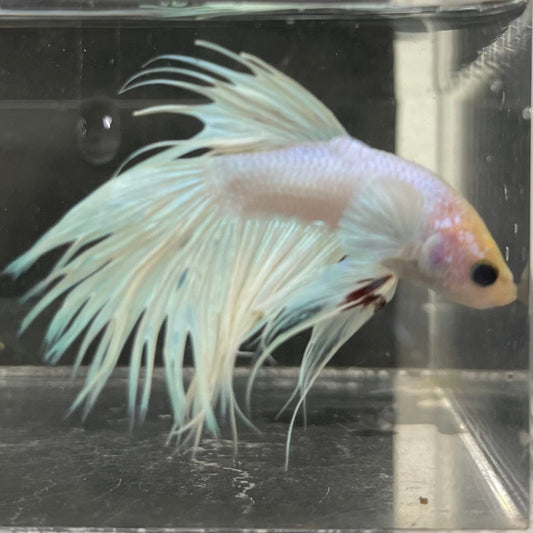 the-fish-farm Male Betta Male Betta - One Only - 8 Choose your favourite Male Betta from The Fish Farm Australia