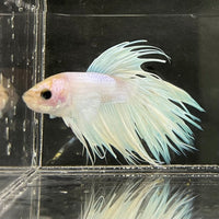 the-fish-farm Male Betta Male Betta - One Only - 8 Choose your favourite Male Betta from The Fish Farm Australia