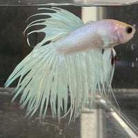 the-fish-farm Male Betta Male Betta - One Only - 8 Choose your favourite Male Betta from The Fish Farm Australia