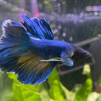 the-fish-farm Male Betta Male Betta - One Only - 8 Choose your favourite Male Betta from The Fish Farm Australia