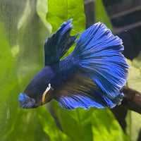 the-fish-farm Male Betta Male Betta - One Only - 8 Choose your favourite Male Betta from The Fish Farm Australia