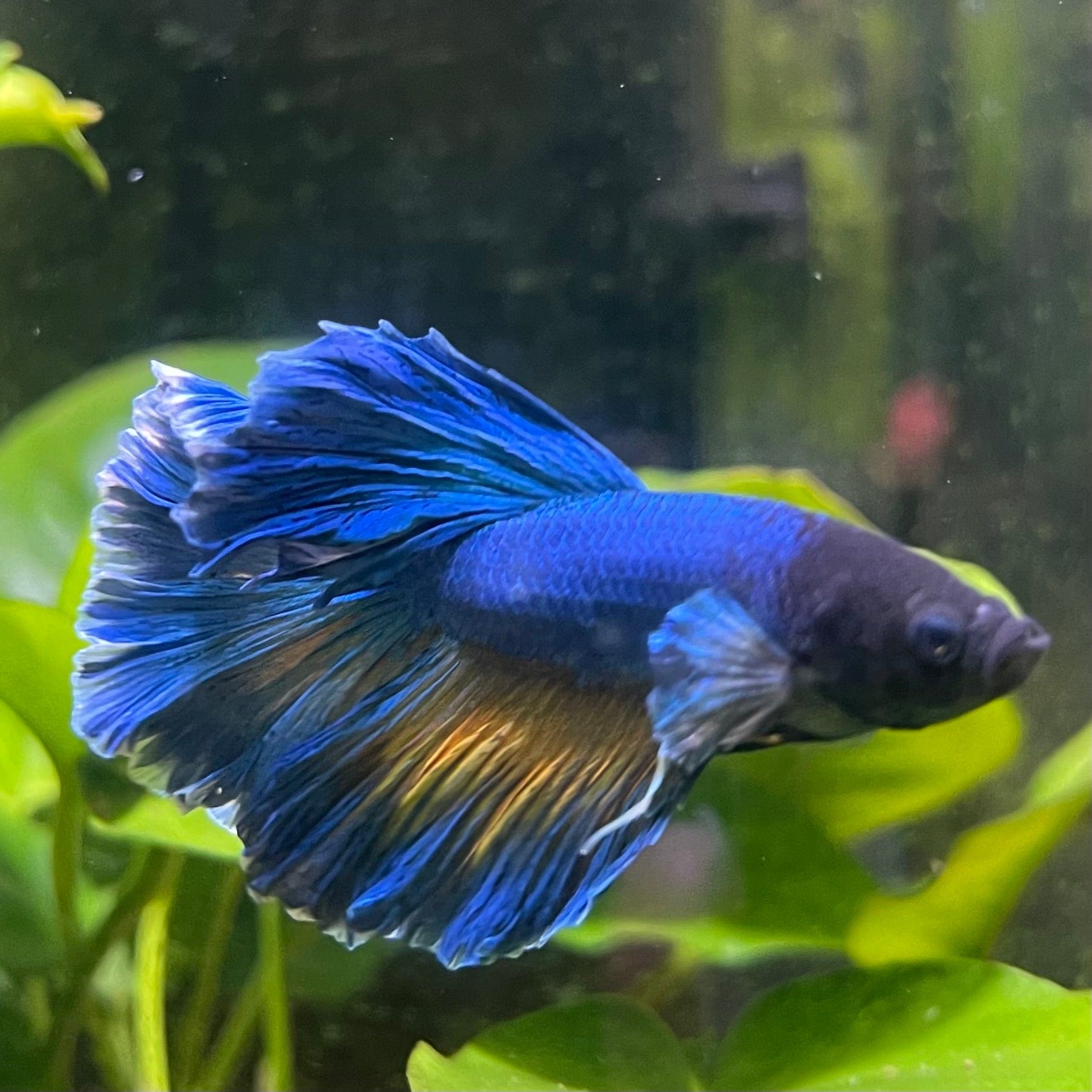 the-fish-farm Male Betta Male Betta - One Only - 8 Choose your favourite Male Betta from The Fish Farm Australia