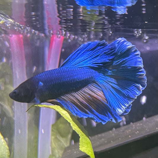 the-fish-farm Male Betta Male Betta - One Only - 8 Choose your favourite Male Betta from The Fish Farm Australia