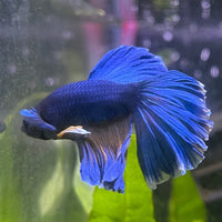 the-fish-farm Male Betta Male Betta - One Only - 8 Choose your favourite Male Betta from The Fish Farm Australia