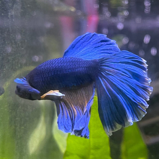 the-fish-farm Male Betta Male Betta - One Only - 8 Choose your favourite Male Betta from The Fish Farm Australia