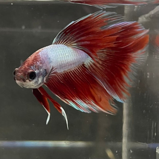 the-fish-farm Male Betta Male Betta - One Only - 8 Choose your favourite Male Betta from The Fish Farm Australia