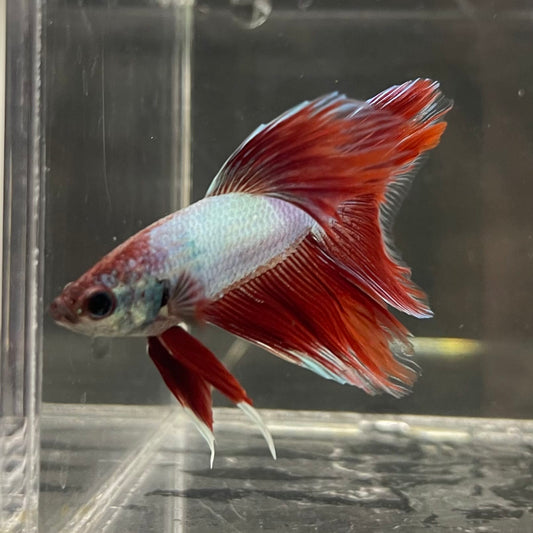 the-fish-farm Male Betta Male Betta - One Only - 8 Choose your favourite Male Betta from The Fish Farm Australia