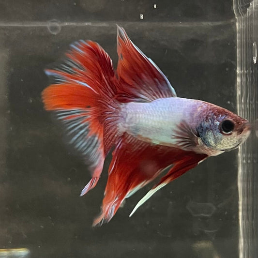 the-fish-farm Male Betta Male Betta - One Only - 8 Choose your favourite Male Betta from The Fish Farm Australia