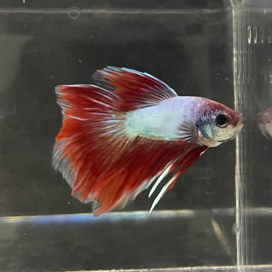 the-fish-farm Male Betta Male Betta - One Only - 8 Choose your favourite Male Betta from The Fish Farm Australia