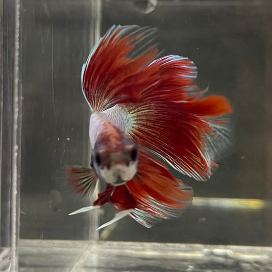 the-fish-farm Male Betta Male Betta - One Only - 8 Choose your favourite Male Betta from The Fish Farm Australia