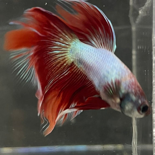 the-fish-farm Male Betta Male Betta - One Only - 8 Choose your favourite Male Betta from The Fish Farm Australia