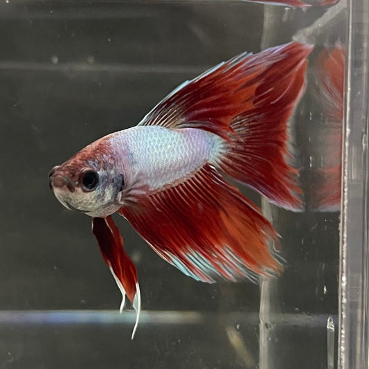 the-fish-farm Male Betta Male Betta - One Only - 8 Choose your favourite Male Betta from The Fish Farm Australia