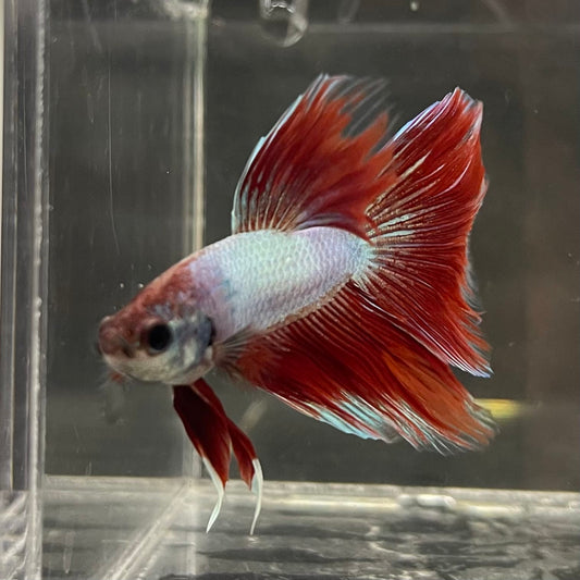 the-fish-farm Male Betta Male Betta - One Only - 8 Choose your favourite Male Betta from The Fish Farm Australia