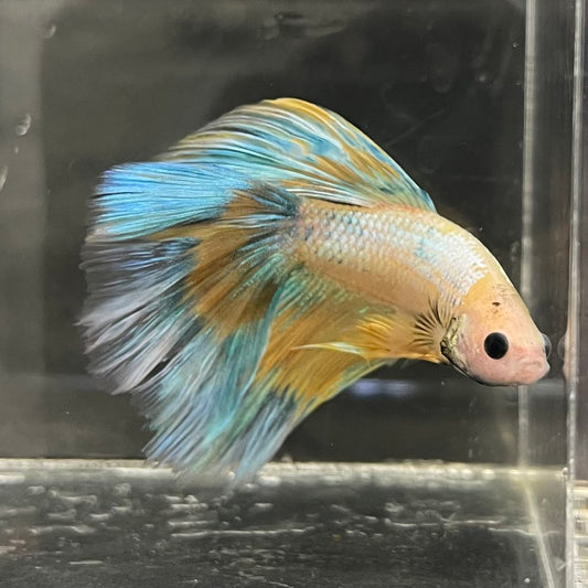 the-fish-farm Male Betta Male Betta - One Only - 8 Choose your favourite Male Betta from The Fish Farm Australia