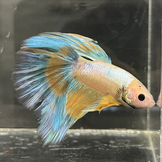 the-fish-farm Male Betta Male Betta - One Only - 8 Choose your favourite Male Betta from The Fish Farm Australia