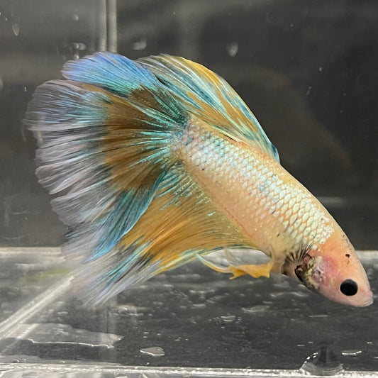 the-fish-farm Male Betta Male Betta - One Only - 8 Choose your favourite Male Betta from The Fish Farm Australia