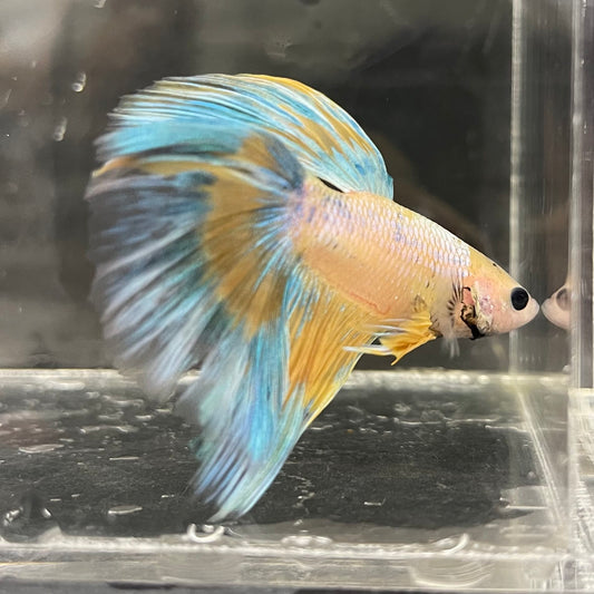 the-fish-farm Male Betta Male Betta - One Only - 8 Choose your favourite Male Betta from The Fish Farm Australia