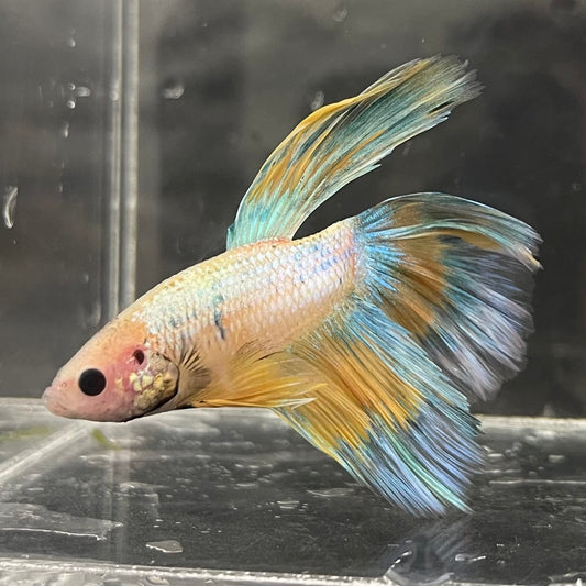 the-fish-farm Male Betta Male Betta - One Only - 8 Choose your favourite Male Betta from The Fish Farm Australia