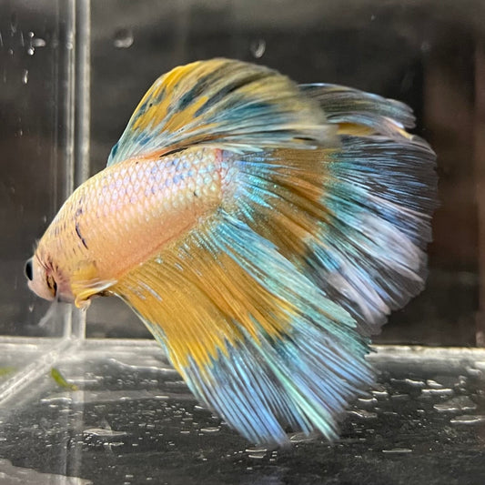 the-fish-farm Male Betta Male Betta - One Only - 8 Choose your favourite Male Betta from The Fish Farm Australia