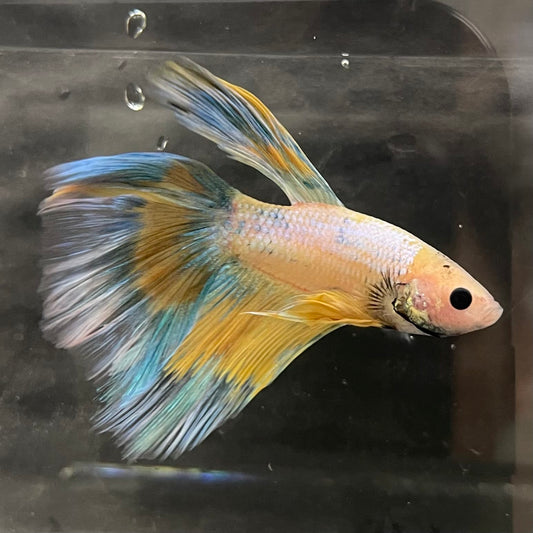 the-fish-farm Male Betta Male Betta - One Only - 8 Choose your favourite Male Betta from The Fish Farm Australia