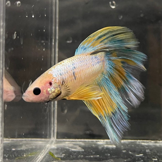 the-fish-farm Male Betta Male Betta - One Only - 8 Choose your favourite Male Betta from The Fish Farm Australia