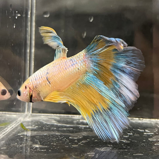 the-fish-farm Male Betta Male Betta - One Only - 8 Choose your favourite Male Betta from The Fish Farm Australia