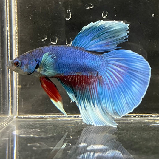 the-fish-farm Male Betta Male Betta - One Only - 8 Choose your favourite Male Betta from The Fish Farm Australia
