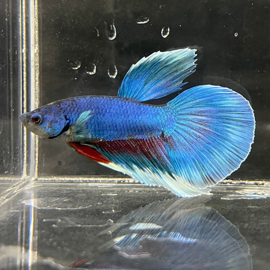 the-fish-farm Male Betta Male Betta - One Only - 8 Choose your favourite Male Betta from The Fish Farm Australia