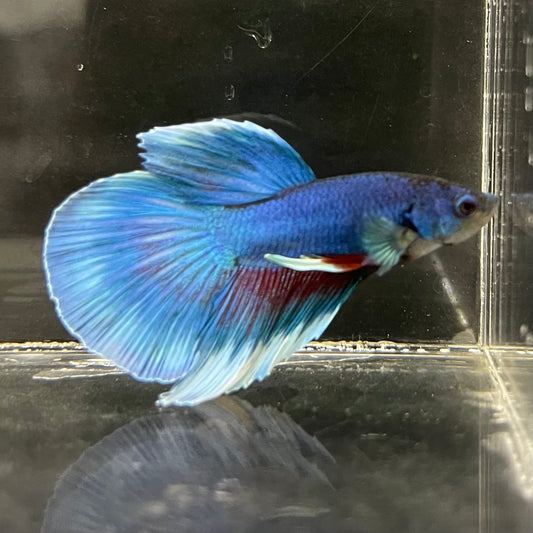 the-fish-farm Male Betta Male Betta - One Only - 8 Choose your favourite Male Betta from The Fish Farm Australia