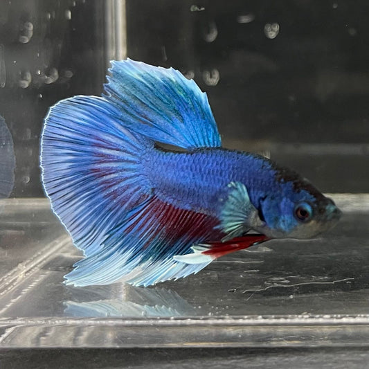 the-fish-farm Male Betta Male Betta - One Only - 8 Choose your favourite Male Betta from The Fish Farm Australia