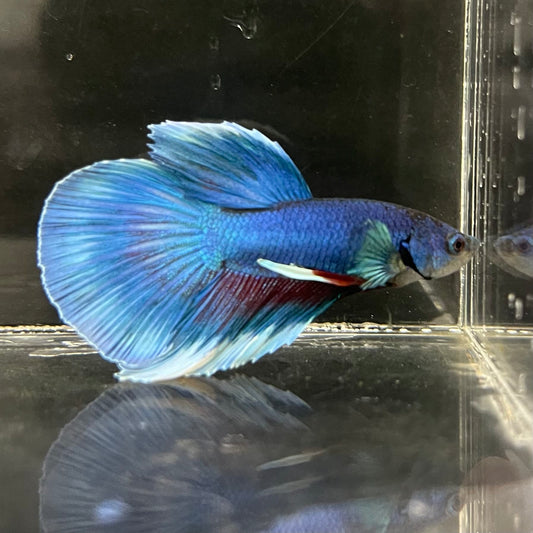 the-fish-farm Male Betta Male Betta - One Only - 8 Choose your favourite Male Betta from The Fish Farm Australia