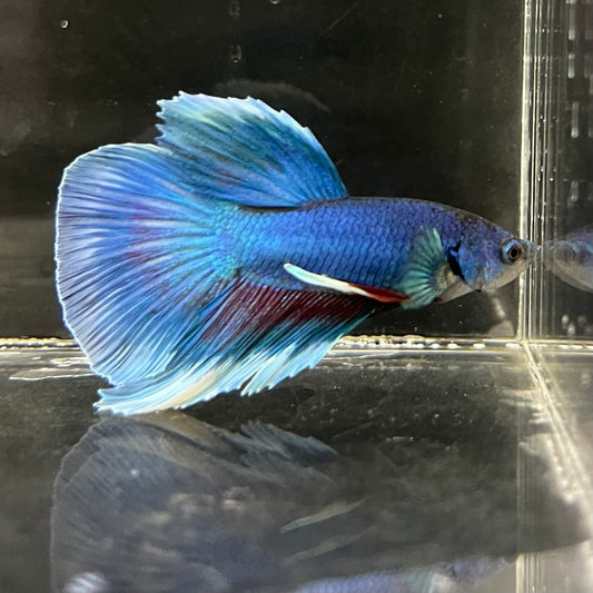 the-fish-farm Male Betta Male Betta - One Only - 8 Choose your favourite Male Betta from The Fish Farm Australia