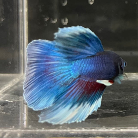 the-fish-farm Male Betta Male Betta - One Only - 8 Choose your favourite Male Betta from The Fish Farm Australia