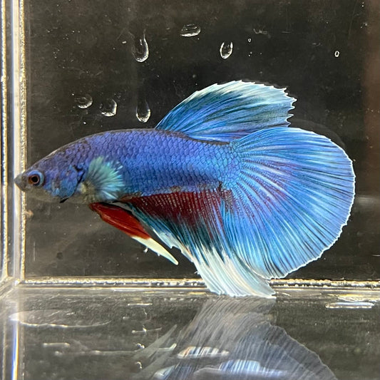 the-fish-farm Male Betta Male Betta - One Only - 8 Choose your favourite Male Betta from The Fish Farm Australia