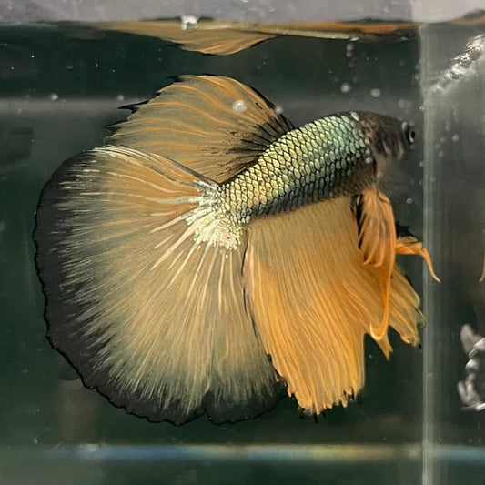 the-fish-farm Male Betta Male Betta - One Only - 8 Choose your favourite Male Betta from The Fish Farm Australia